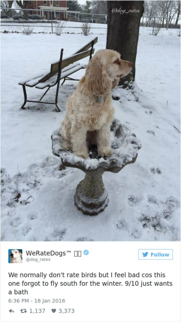 Twitter račun 'We Rate Dogs' baci se ocjenjivanjem slika pasa koje im pošalju ljudi. No, ljudi uvijek nekako uspiju zeznuti stvar i pošalju fotke na kojima nisu psi. Ili tako barem tvrde sa stranice... Njihove duhovite opise fotki koje dobiju svakako pogledajte u nastavku.