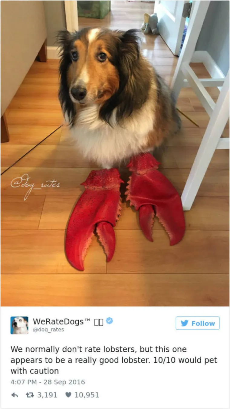 GENIJALNI TWITTERA&Scaron;: Ocjenjuje pse, a ljudi uvijek nađu način da mu po&scaron;alju ne&scaron;to sasvim deseto. Ovo su njegove reakcije