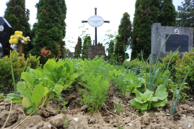 Bizarni vrt u Valpovu: netko uzgaja povrće na grobu njegove majke, a sin nema pojma za to