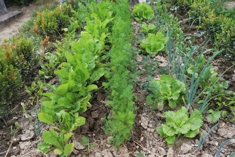 Bizarni vrt u Valpovu: netko uzgaja povrće na grobu njegove majke, a sin nema pojma za to