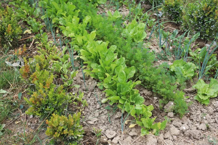 presađivanje povrća