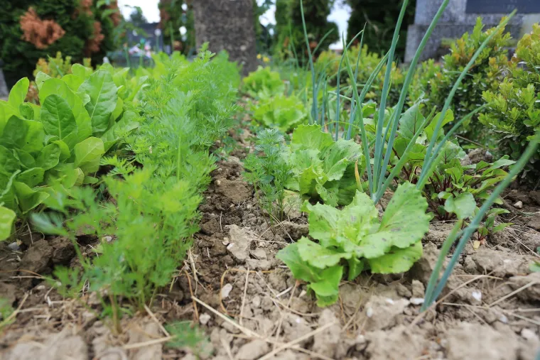 Bizarni vrt u Valpovu: netko uzgaja povrće na grobu njegove majke, a sin nema pojma za to