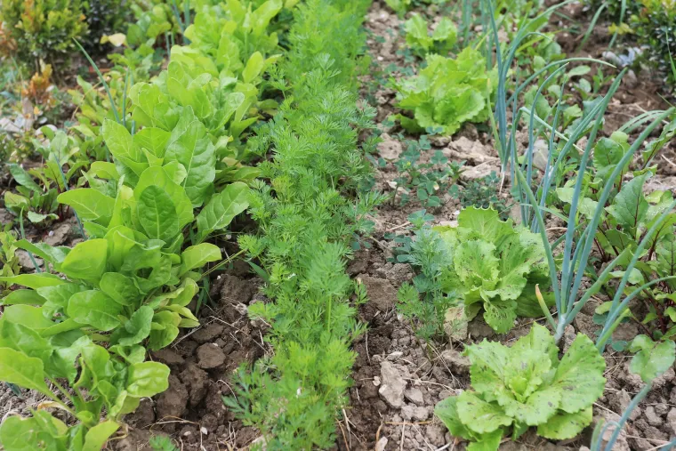 sadnja povrća u srpnju