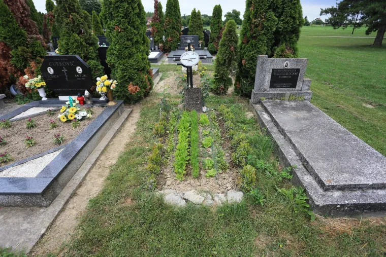 Bizarni vrt u Valpovu: netko uzgaja povrće na grobu njegove majke, a sin nema pojma za to