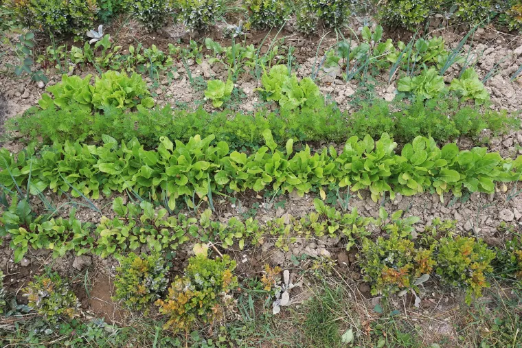 Bizarni vrt u Valpovu: netko uzgaja povrće na grobu njegove majke, a sin nema pojma za to