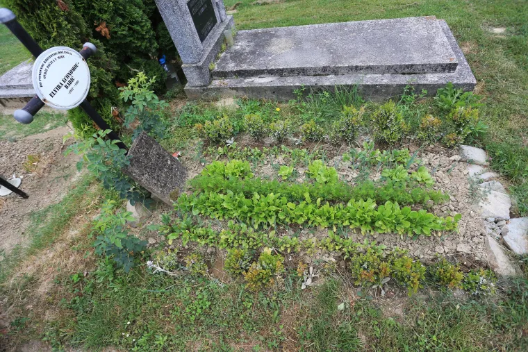 Bizarni vrt u Valpovu: netko uzgaja povrće na grobu njegove majke, a sin nema pojma za to