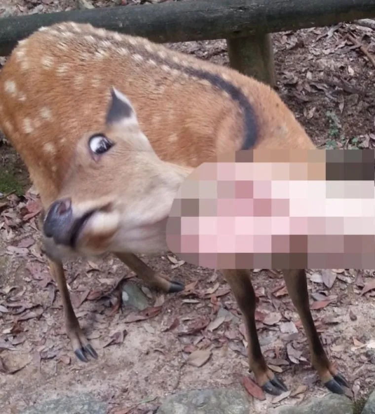 NEPOTREBNA CENZURA MOŽE IZGLEDATI STVARNO &Scaron;KAKLJIVO: Od običnih prizora napravili čiste perverzije