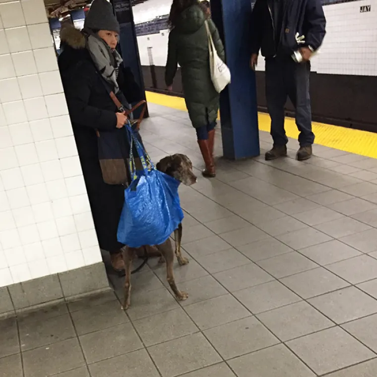 Nakon što je u njujorškom metrou zabranjeno uvoditi pse koji ne stanu u torbu, ljudi su smislili kreativne načine kako svoje ljubimce svejedno povesti sa sobom. Neke od kreativnih rješenja pogledajte u galeriji.