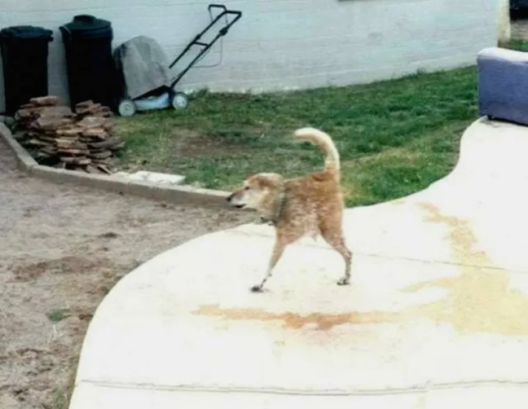 ZEMLJOM HODAJU ČUDOVI&Scaron;TA O KOJIMA NISMO NITI SANJALI: Kad se ljudi poigraju s prirodom, rezultati su zastra&scaron;ujući