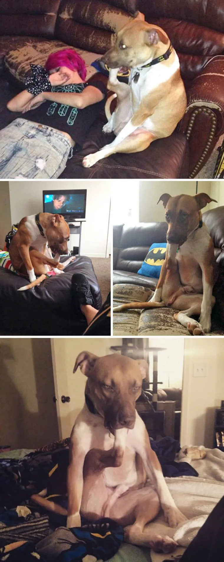 PSI SU NAJČUDNIJA BIĆA NA SVIJETU: Stvarno su čarobni, pogledajte &scaron;to sve izvode i popravite si dan