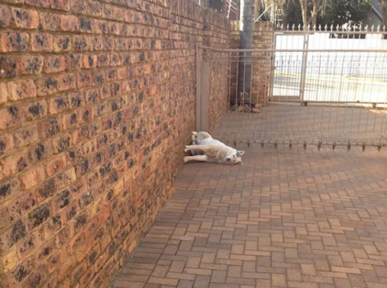 PSI SU NAJČUDNIJA BIĆA NA SVIJETU: Stvarno su čarobni, pogledajte &scaron;to sve izvode i popravite si dan