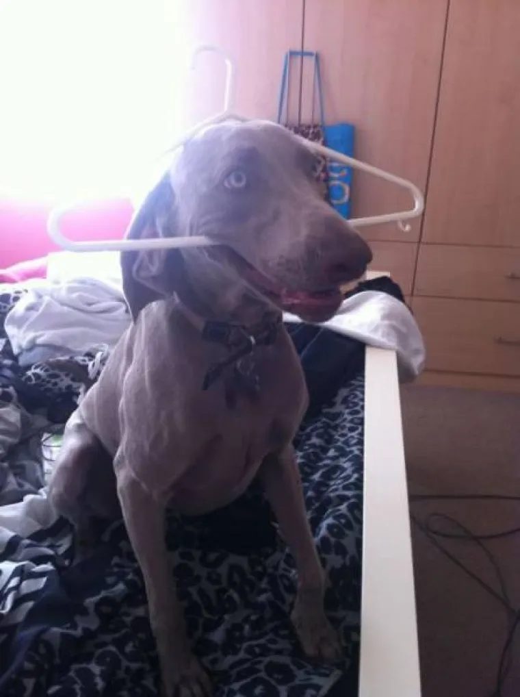 PSI SU NAJČUDNIJA BIĆA NA SVIJETU: Stvarno su čarobni, pogledajte &scaron;to sve izvode i popravite si dan