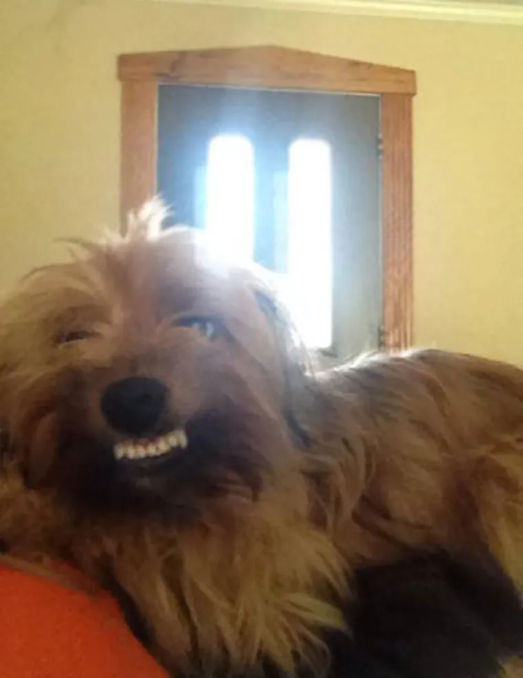 PSI SU NAJČUDNIJA BIĆA NA SVIJETU: Stvarno su čarobni, pogledajte &scaron;to sve izvode i popravite si dan