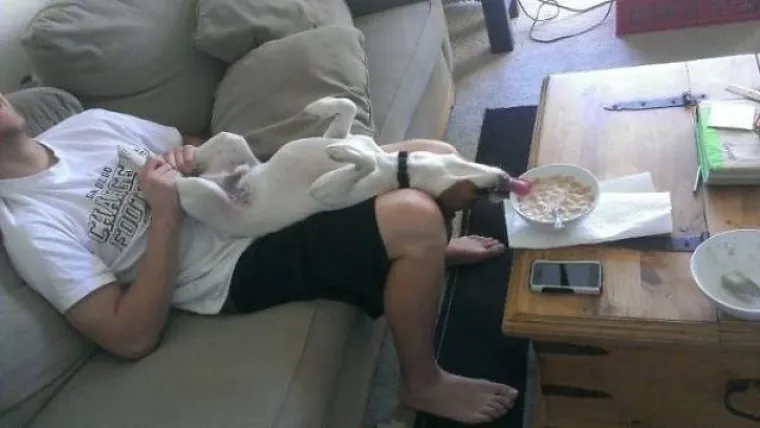 PSI SU NAJČUDNIJA BIĆA NA SVIJETU: Stvarno su čarobni, pogledajte &scaron;to sve izvode i popravite si dan