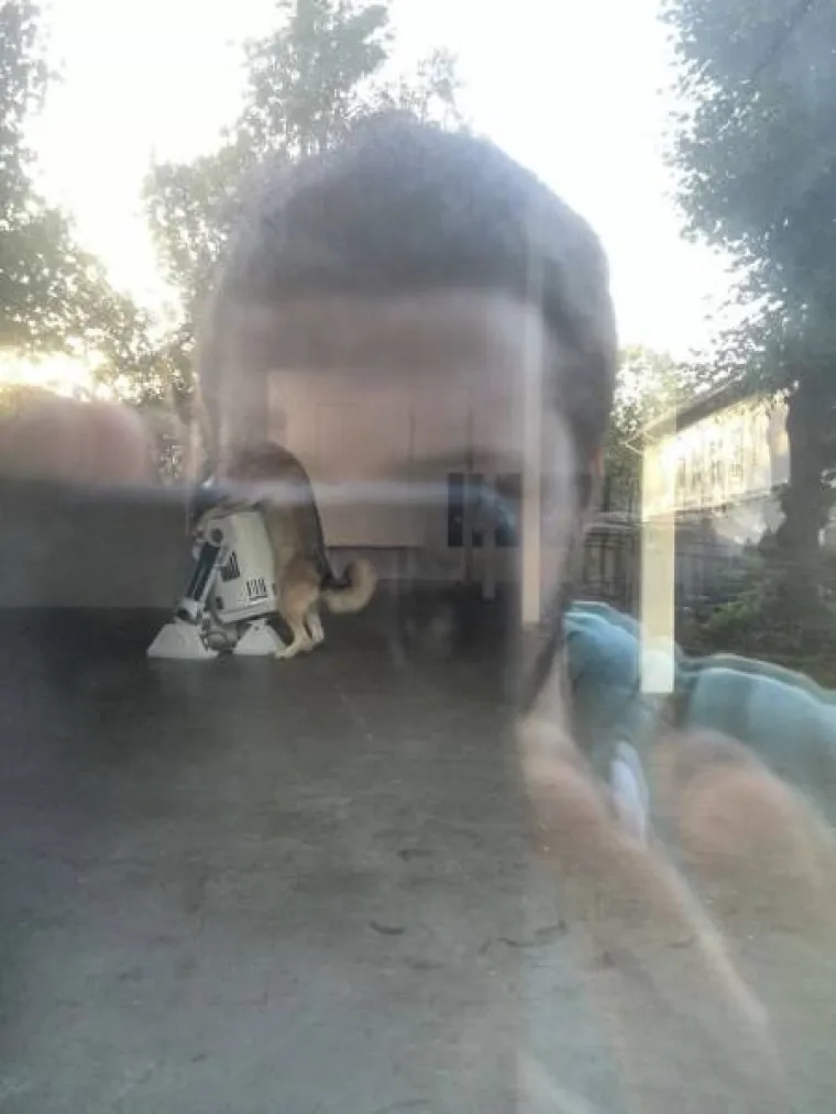 PSI SU NAJČUDNIJA BIĆA NA SVIJETU: Stvarno su čarobni, pogledajte &scaron;to sve izvode i popravite si dan