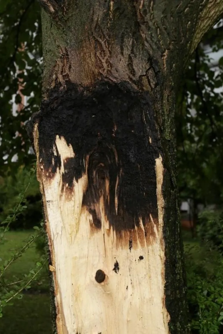 OLUJNO NEVRIJEME POHARALO HRVATSKU: Da bi za&scaron;titili automobile od tuče, vozači su se sklanjali ispod mosta