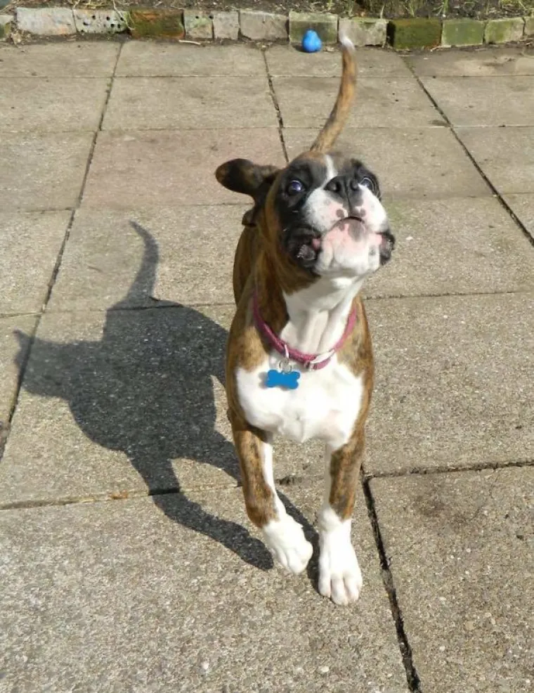 Tko bi rekao da je ovo pas?