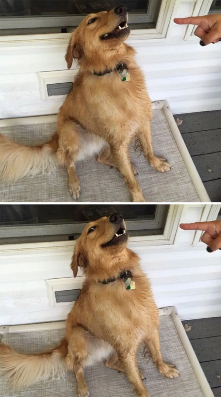 ZNAJU TOČNO ŠTO SU SKRIVILI, POGLEDAJTE IM SAMO FACE! Nestašni ljubimci uhvaćeni na djelu