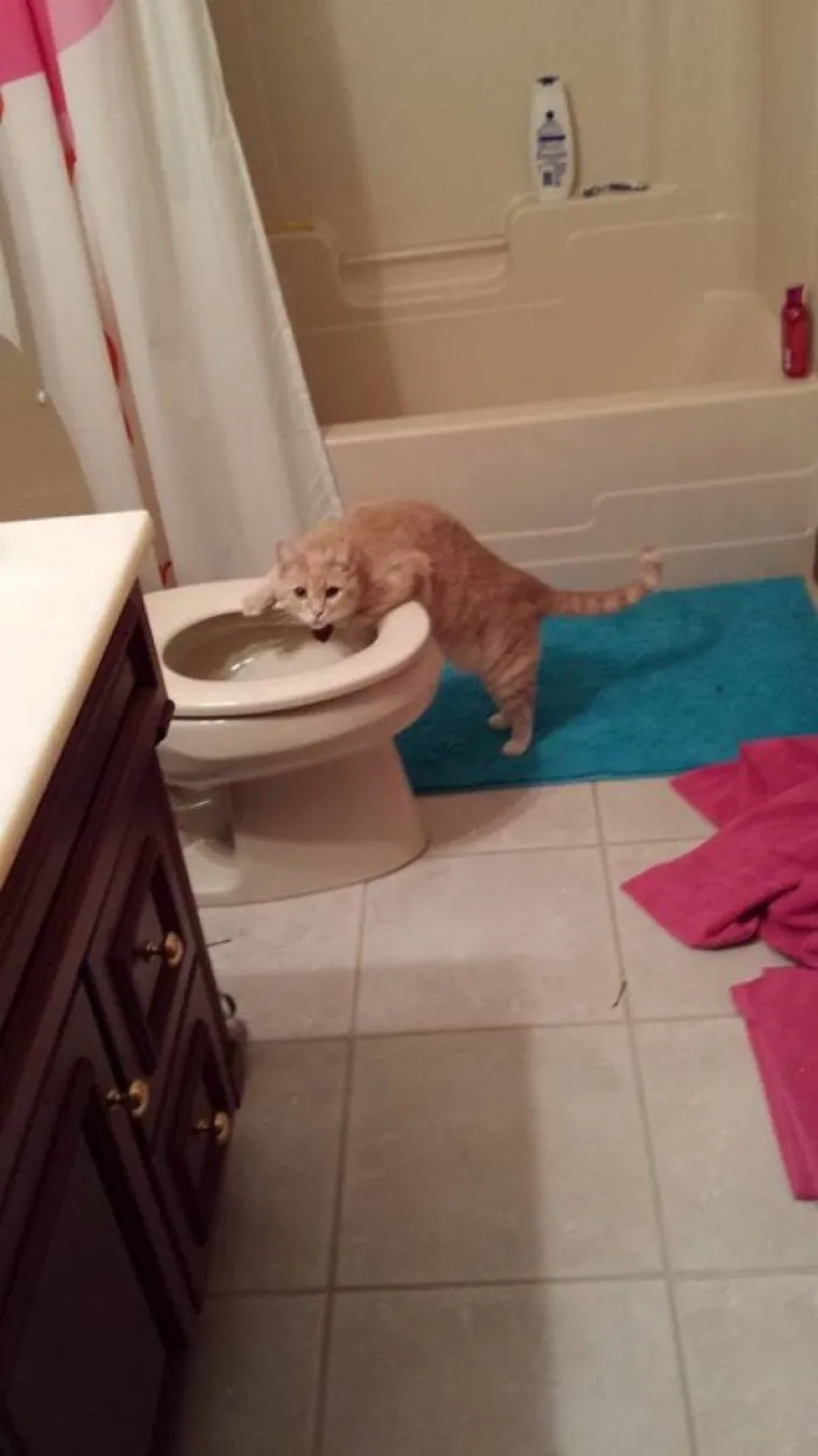 ZNAJU TOČNO ŠTO SU SKRIVILI, POGLEDAJTE IM SAMO FACE! Nestašni ljubimci uhvaćeni na djelu