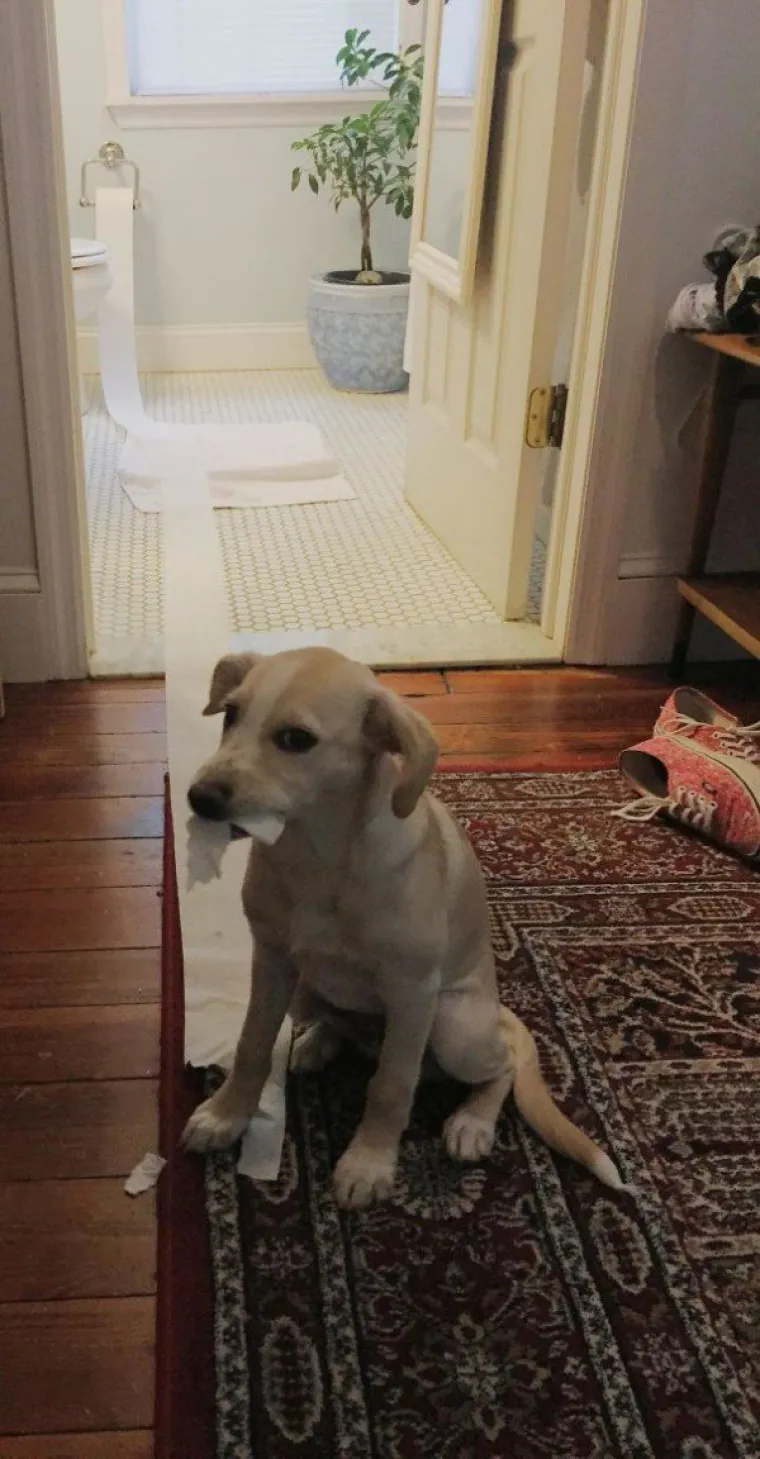 ZNAJU TOČNO ŠTO SU SKRIVILI, POGLEDAJTE IM SAMO FACE! Nestašni ljubimci uhvaćeni na djelu