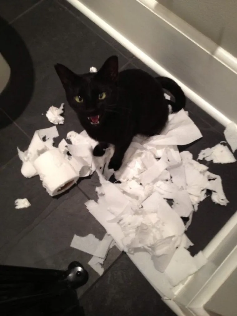 ZNAJU TOČNO &Scaron;TO SU SKRIVILI, POGLEDAJTE IM SAMO FACE! Nesta&scaron;ni ljubimci uhvaćeni na djelu