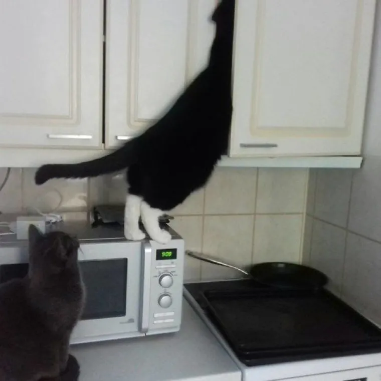 ZNAJU TOČNO &Scaron;TO SU SKRIVILI, POGLEDAJTE IM SAMO FACE! Nesta&scaron;ni ljubimci uhvaćeni na djelu