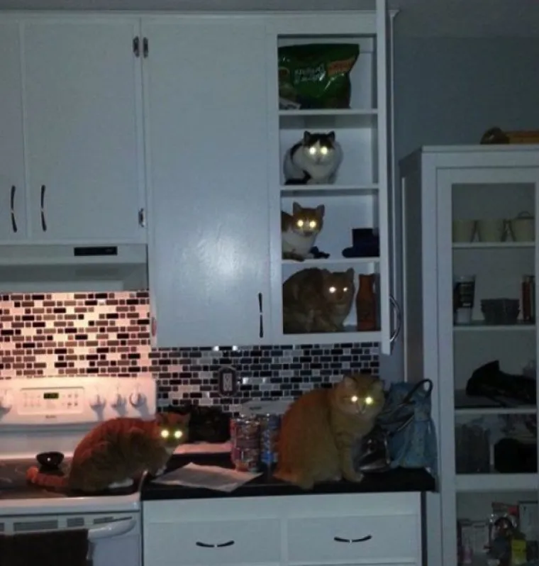 ZNAJU TOČNO &Scaron;TO SU SKRIVILI, POGLEDAJTE IM SAMO FACE! Nesta&scaron;ni ljubimci uhvaćeni na djelu