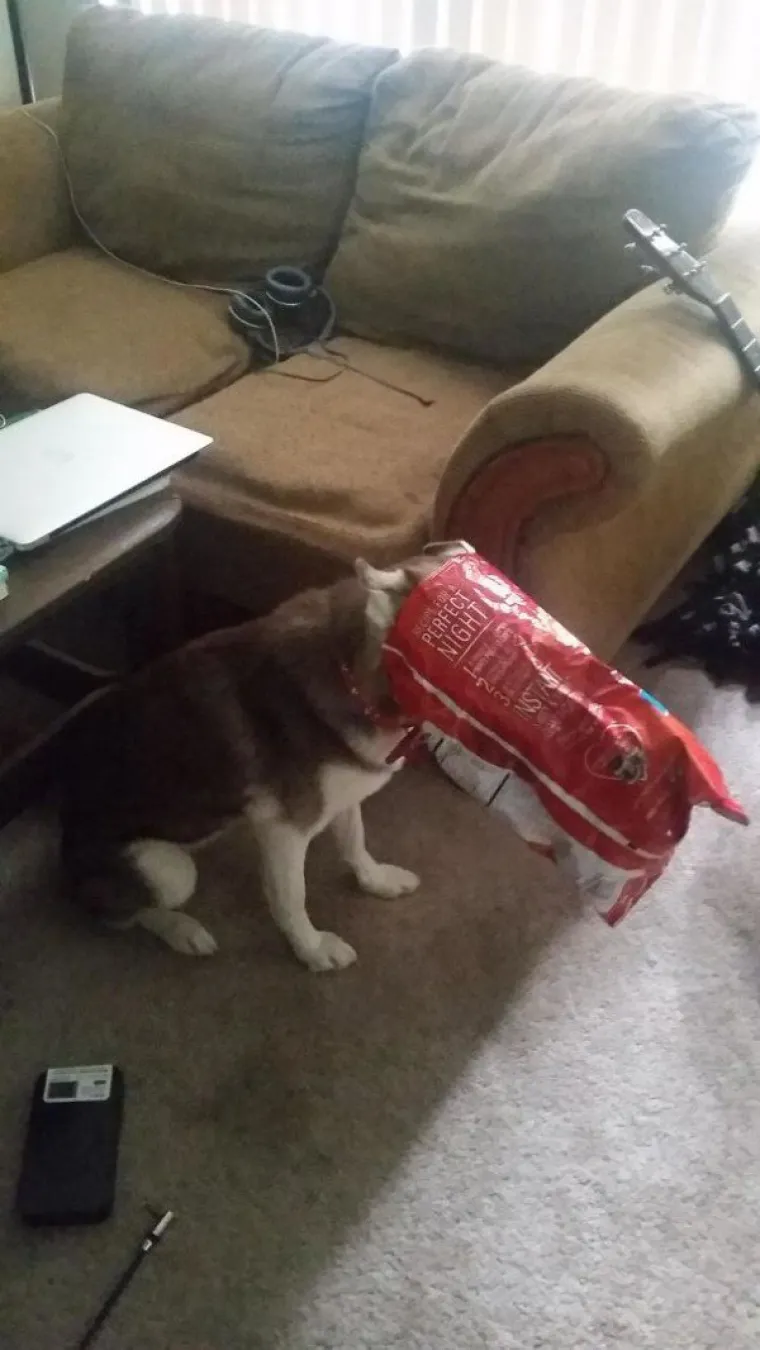 ZNAJU TOČNO &Scaron;TO SU SKRIVILI, POGLEDAJTE IM SAMO FACE! Nesta&scaron;ni ljubimci uhvaćeni na djelu