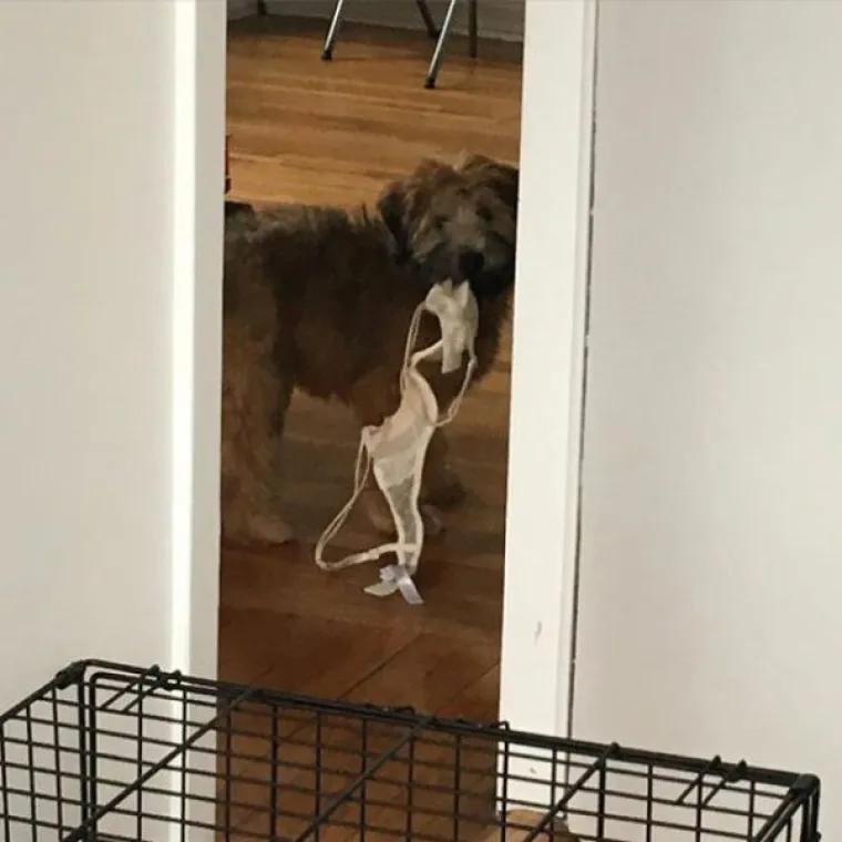 ZNAJU TOČNO &Scaron;TO SU SKRIVILI, POGLEDAJTE IM SAMO FACE! Nesta&scaron;ni ljubimci uhvaćeni na djelu