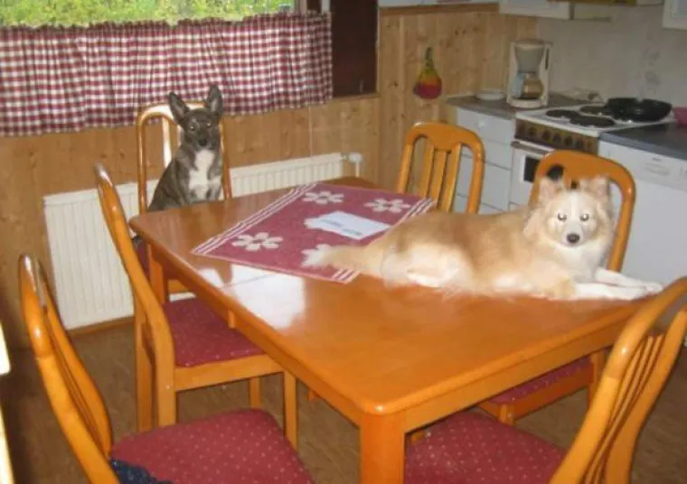 ZNAJU TOČNO &Scaron;TO SU SKRIVILI, POGLEDAJTE IM SAMO FACE! Nesta&scaron;ni ljubimci uhvaćeni na djelu