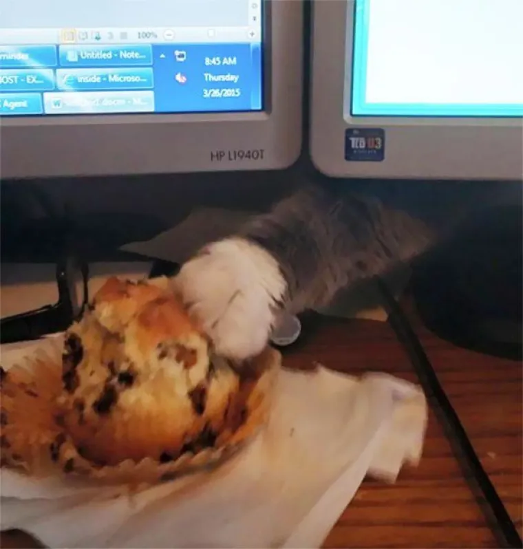 ZNAJU TOČNO &Scaron;TO SU SKRIVILI, POGLEDAJTE IM SAMO FACE! Nesta&scaron;ni ljubimci uhvaćeni na djelu