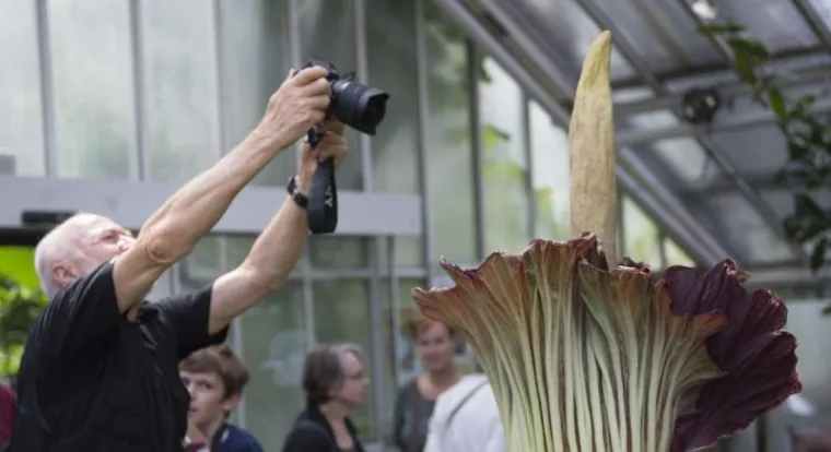 Procvjetao najveći i najsmrdljiviji cvijet na svijetu