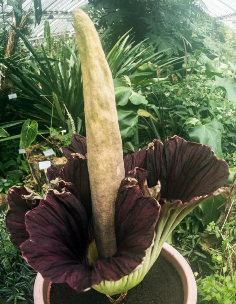 Procvjetao najveći i najsmrdljiviji cvijet na svijetu