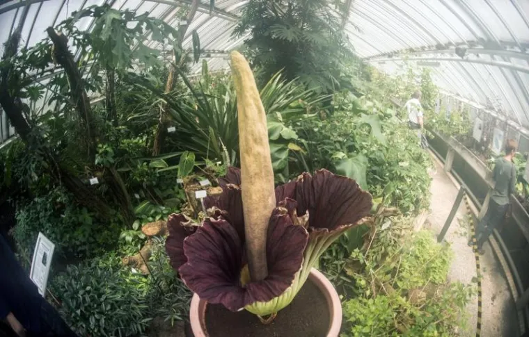 Procvjetao najveći i najsmrdljiviji cvijet na svijetu