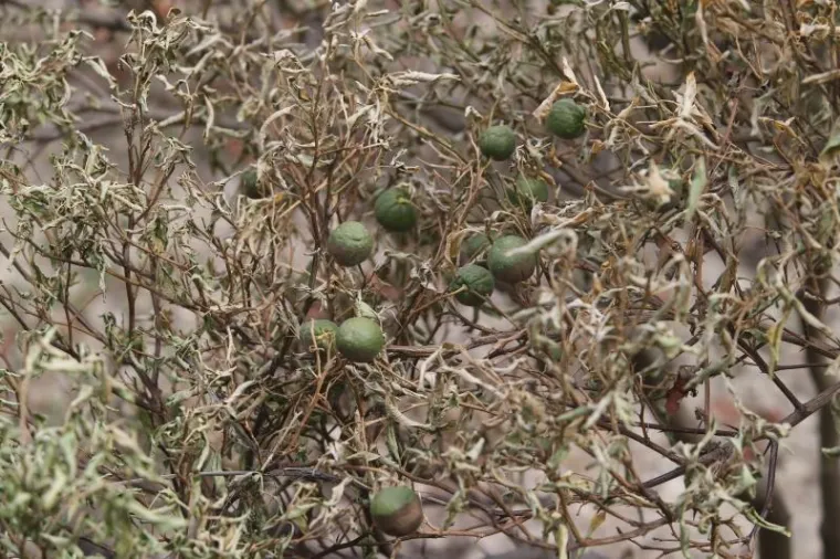 SILA MAJKE PRIRODE: Požar kod Trogira bio je nemilosrdan, pogledajte &scaron;to je ostalo iza njega