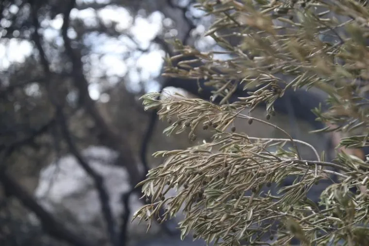 SILA MAJKE PRIRODE: Požar kod Trogira bio je nemilosrdan, pogledajte &scaron;to je ostalo iza njega