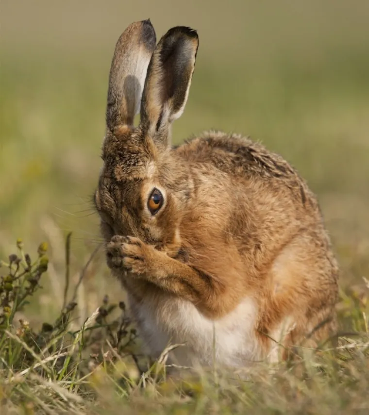 SLATKO I&Scaron;ČEKIVANJE U ŽIVOTINJSKOM CARSTVU: Rastopit ćete se na ove fotografije trudnih životinja