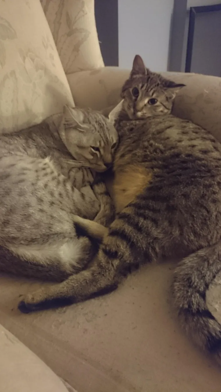 Očekivanje prinove uvijek je prekrasno, ali kada je riječ o životinjama koje će postati roditeljima, stvar dodatno dobiva na slatkoći. Ako nam ne vjerujete, pogledajte fotografije i uvjerite se sami.