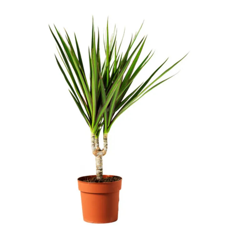 Lončanica Dracaena, Ikea, 12,90 kuna