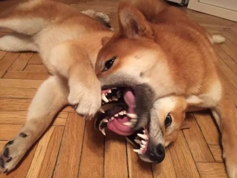 MORATE SE DOBRO ZAGLEDATI DA SHVATITE: Ove fotografije nastale su kao tek smije&scaron;an splet okolnosti