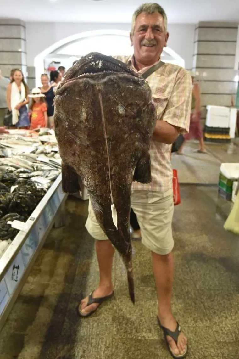 ČUDOVI&Scaron;TE IZ MORSKIH DUBINA: Grdobina od 23 kilograma glavna zvijezda na pulskoj tržnici