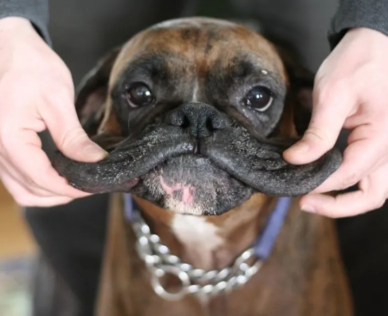 POŽELITE LI IH STISKATI? Obra&scaron;čići ovih pasa jednostavno su neodoljivi, nećete ostati ravnodu&scaron;ni