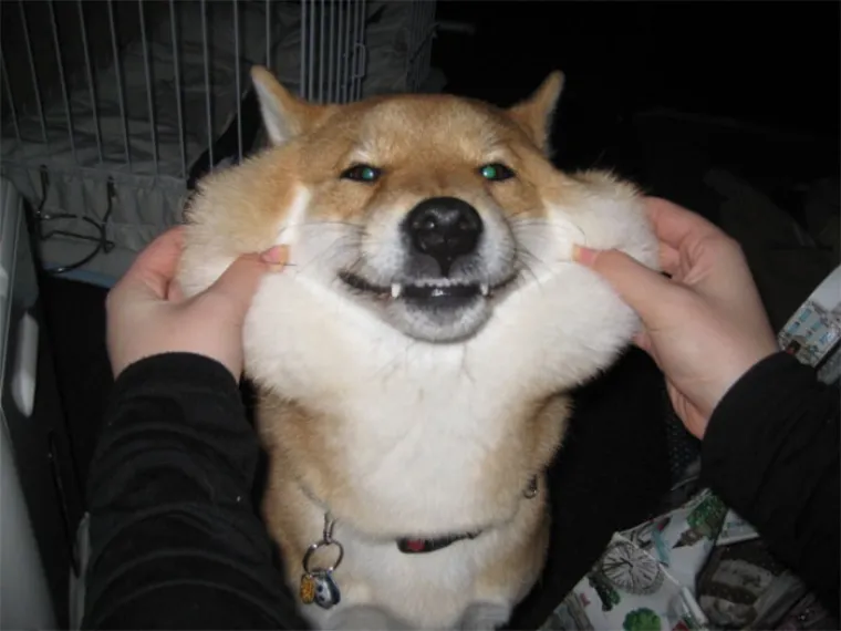 POŽELITE LI IH STISKATI? Obra&scaron;čići ovih pasa jednostavno su neodoljivi, nećete ostati ravnodu&scaron;ni