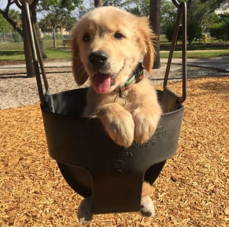 Zlatni retriveri su najslađi psi na svijetu! Ne vjerujete nam? Uvjerite se sami