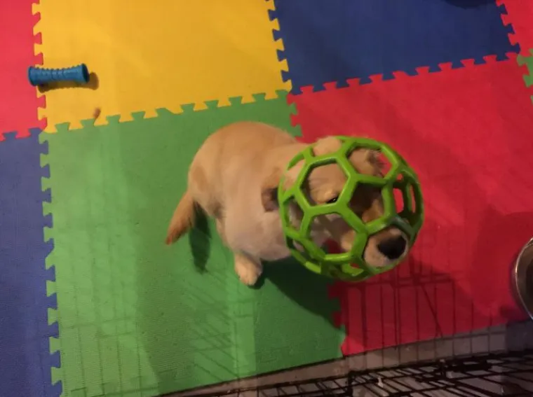 Zlatni retriveri su najslađi psi na svijetu! Ne vjerujete nam? Uvjerite se sami