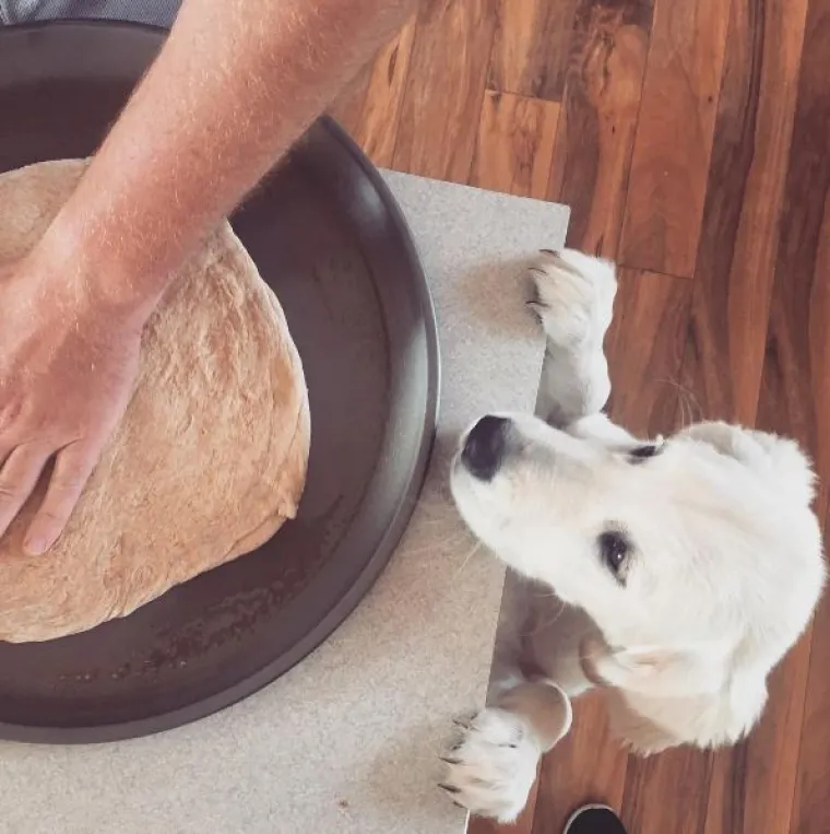 Zlatni retriveri su najslađi psi na svijetu! Ne vjerujete nam? Uvjerite se sami