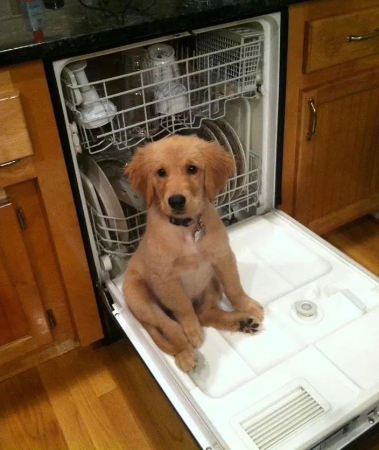 Zlatni retriveri su najslađi psi na svijetu! Ne vjerujete nam? Uvjerite se sami