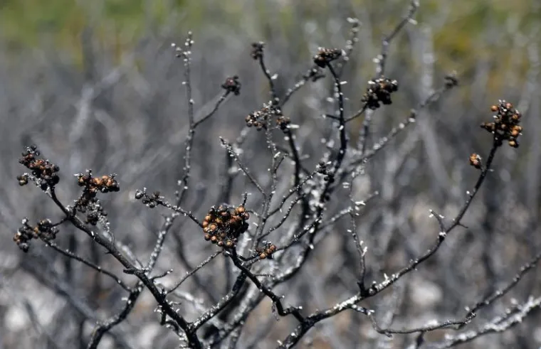 DAN NAKON KATASTROFALNE BUKTINJE: Pogledajte sablasne prizore kraj Perkovića