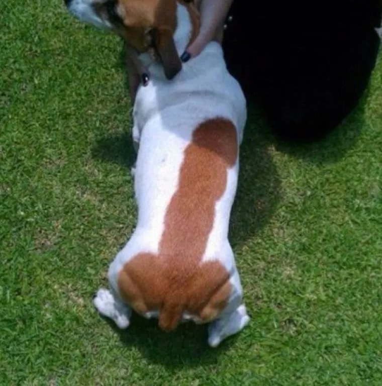 Ljudski um sposoban je stvarno za čudesne stvari, no uglavnom se bavi primjećivanjem oblika koji podsjećaju na spolovila. Ako nam ne vjerujete, pogledajte galeriju i uvjerite se sami.