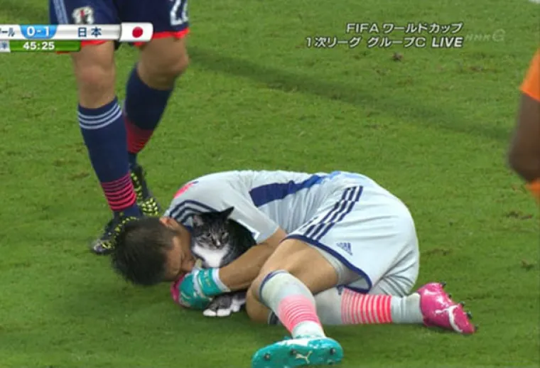 &Scaron;TO JE ZAJEDNIČKO MAČKAMA I NOGOMETU? Nije vic, ali ove su fotografije jednako toliko smije&scaron;ne